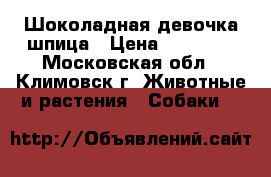 Шоколадная девочка шпица › Цена ­ 30 000 - Московская обл., Климовск г. Животные и растения » Собаки   